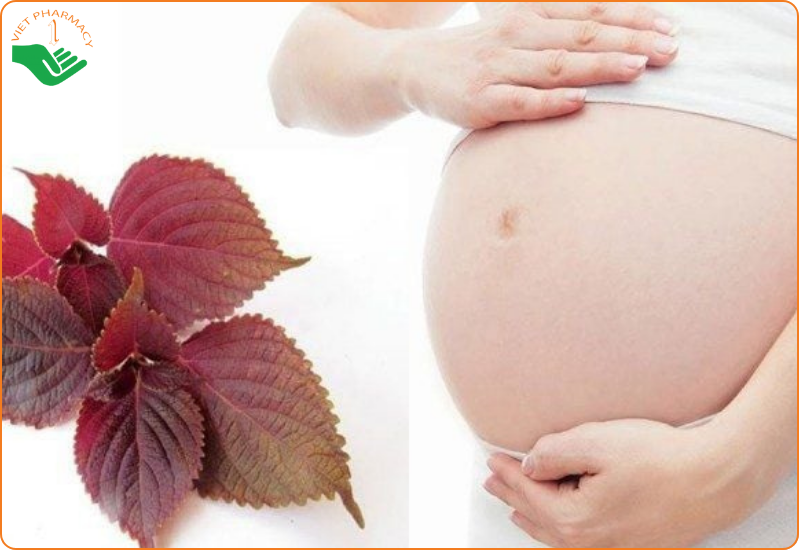 Bầu uống lá tía tô có tác dụng gì
