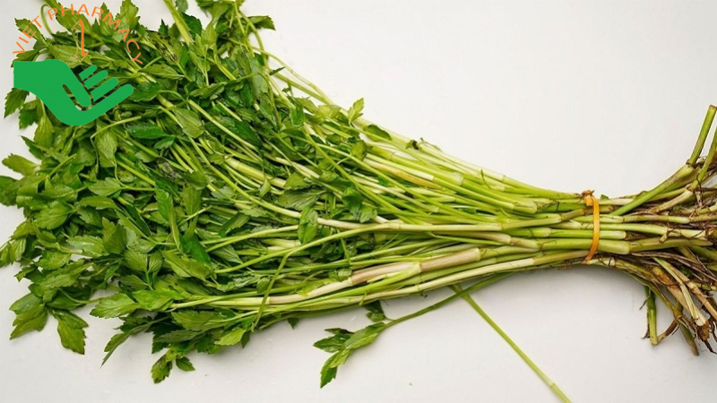 cach-tri-gan-nhiem-mo-tai-nha-bang-cay-rau-can Cách trị gan nhiễm mỡ tại nhà bằng cây rau cần