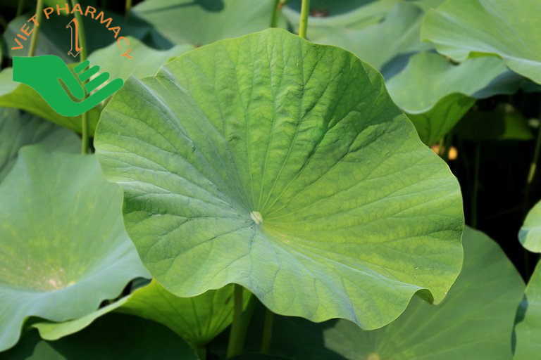 chua-benh-gan-nhiem-mo-bang-la-sen Chữa bệnh gan nhiễm mỡ bằng lá sen