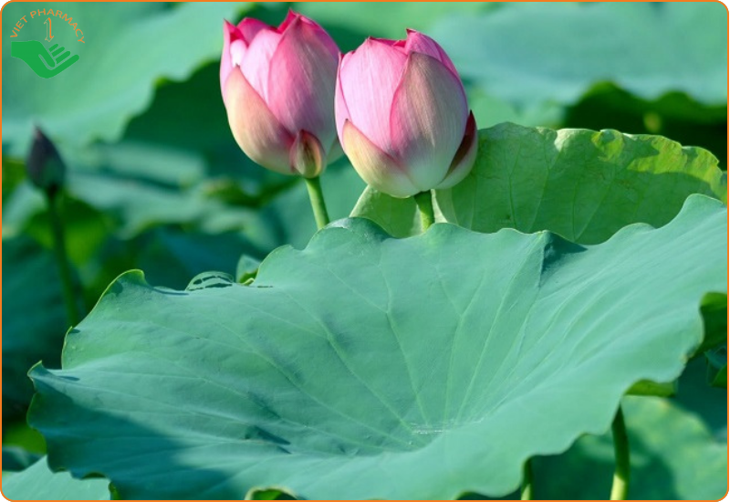 Hoạt chất nuciferin và flavonoid trong lá sen giúp ngăn chặn tích tụ mỡ trong cơ thể