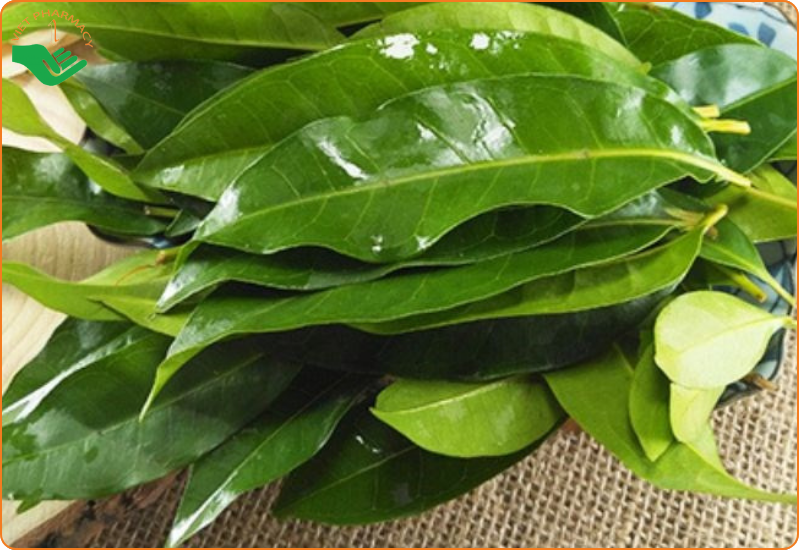 Lá vối là một trong các loại cây thuốc nam giảm cân an toàn