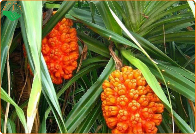 Dứa rừng