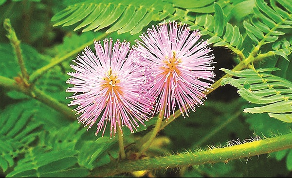 Trinh nữ hoàng cung