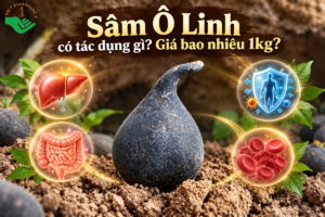 Sâm Ô Linh có tác dụng gì?