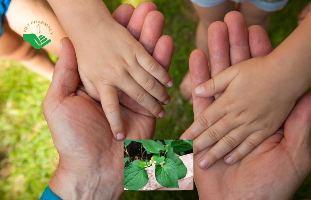 Cả trẻ em và người lớn đều có thể dùng rau diếp cá để hạ sốt