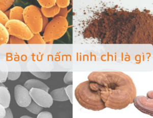 bao-tu-nam-linh-chi-la-gi