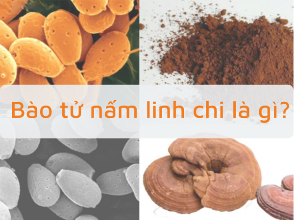 Bào tử nấm linh chi là gì?