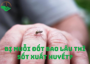 bi-muoi-dot-bao-lau-thi-sot-xuat-huyet1