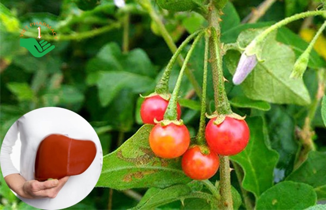 Cà gai leo - dược liệu tốt cho lá gan của bạn