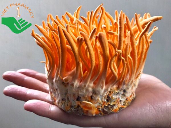 Trùng thảo bị mốc khi xuất hiện những vết đốm trắng hoặc đốm xanh trên thân nấm