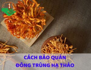cach-bao-quan-dong-trung-ha-thao-thumbnail