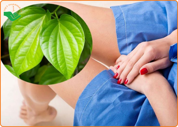 Cách chữa viêm phụ khoa cho bà bầu tại nhà bằng lá trầu không