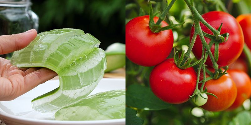 Làm trắng da bằng cà chua và nha đam