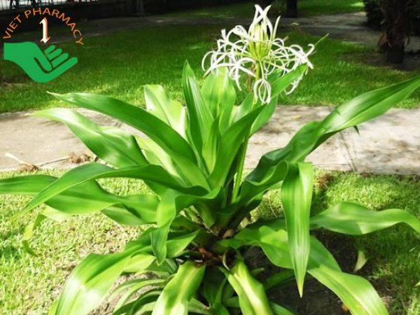 Trong lá trinh nữ hoàng cung có nhiều hoạt chất đặc biệt tốt với sức khỏe