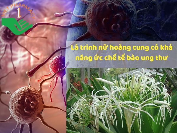 Hoạt chất alkaloid và methanol trong lá của trinh nữ hoàng cung có thể ức chế khối u phát triển