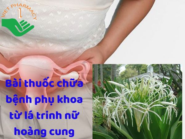 Nước lá trinh nữ hoàng cung được sử dụng để điều trị những bệnh liên quan đến phụ khoa
