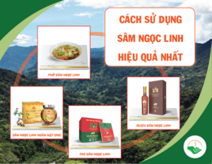cach-su-dung-sam-ngoc-linh-hieu-qua-nhat