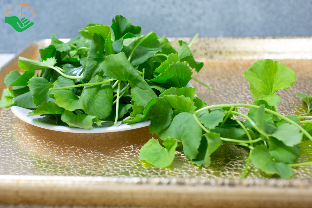 Cách trị sẹo bỏng thâm bằng rau má