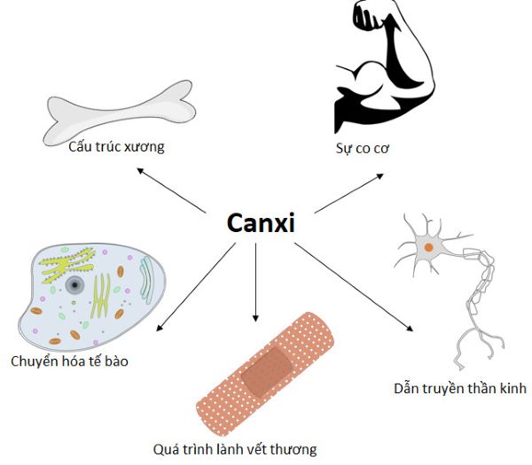 Các công dụng tuyệt vời của canxi đối với cơ thể