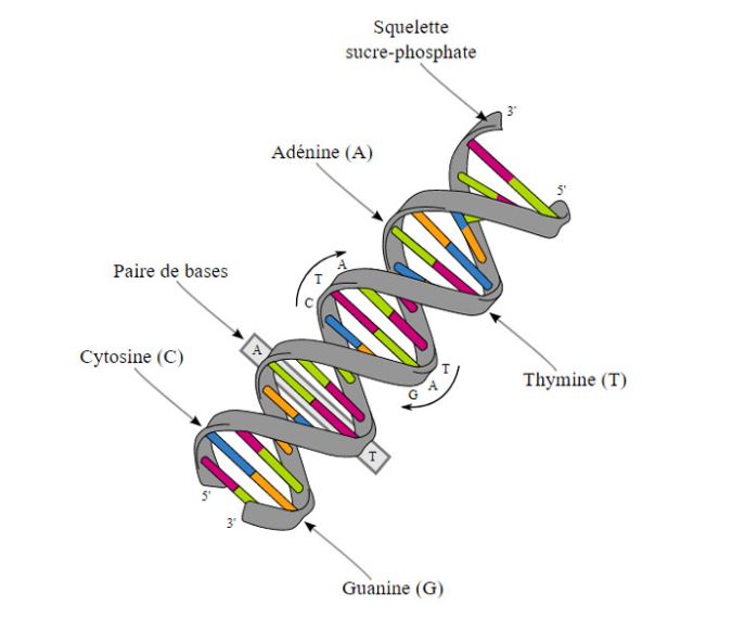 Cấu tạo của ADN