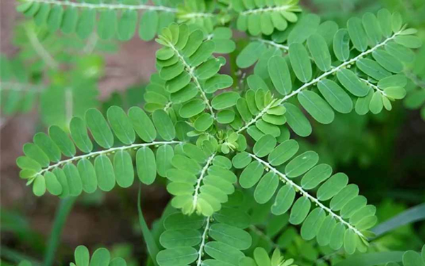 Chó đẻ răng cưa - khắc tinh của bệnh lý tại gan