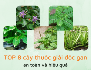 cay-giai-doc-gan-hieu-qua-1