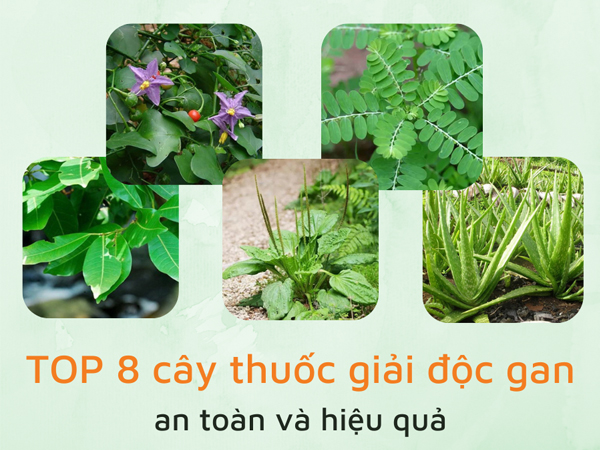 cây giải độc gan an toàn và hiệu quả