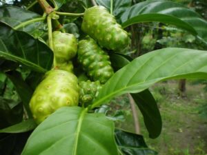 cay-nhau-tri-cao-huyet-ap