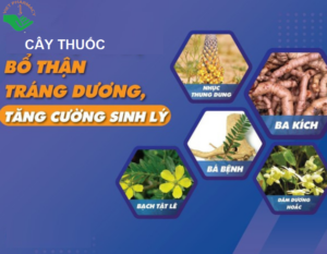 cay-thuoc-nam-bo-than-trang-duong