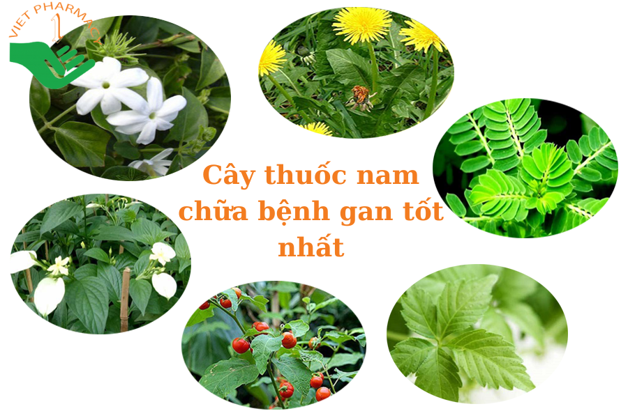 Cây thuốc nam chữa bệnh gan tốt nhất