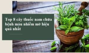cay-thuoc-nam-chua-benh-mau-nhiem-mo