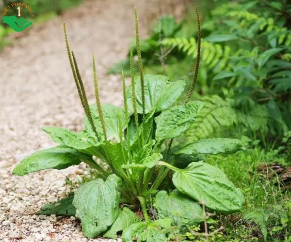 Cây thuốc nam giải độc gan có thực sự an toàn, hiệu quả?