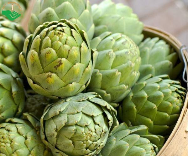 Atiso chính là “thần dược tự nhiên” điều trị bệnh lý về gan