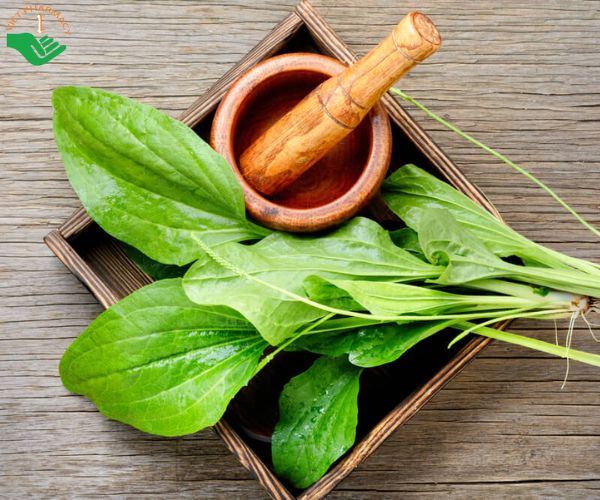 Cây mã đề có tác dụng giải độc gan