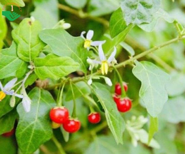 Cây cà gai leo với nhiều công dụng cho sức khỏe