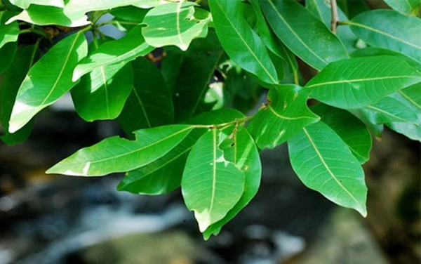 Lá vối - cây giải độc gan quen thuộc tại Việt Nam