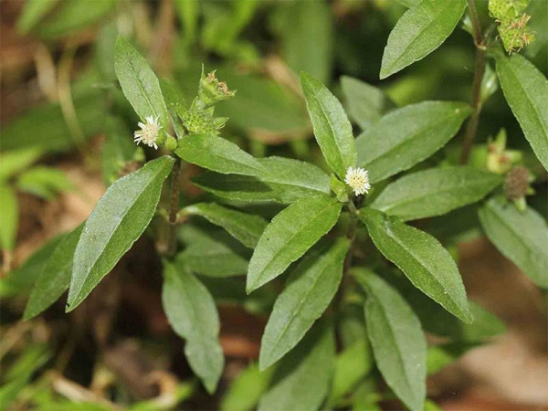 Nhọ nồi - vị thuốc dân gian thanh nhiệt, giải độc cho cơ thể