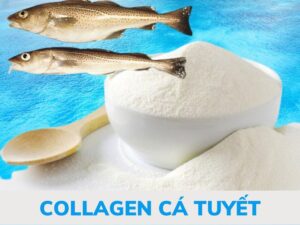 collagen-ca-tuyet