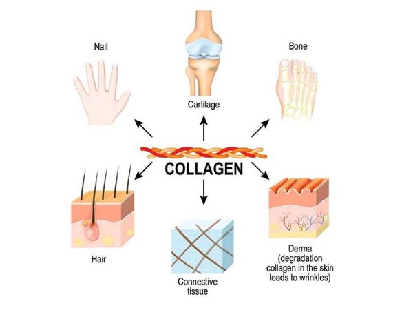 Collagen có mặt ở nhiều cơ quan trong cơ thể