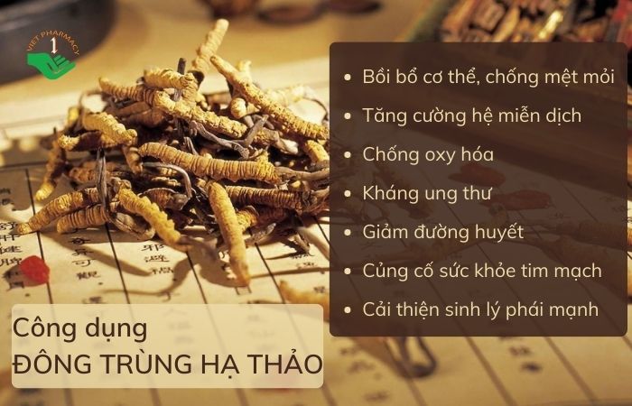 Công dụng của đông trùng hạ thảo