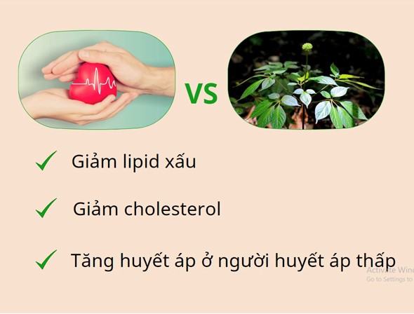 Lá sâm Ngọc Linh giúp tăng cường sức khỏe tim mạch