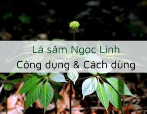 cong-dung-va-cach-dung-la-sam-ngoc-linh