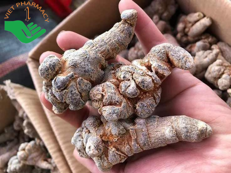 Củ tam thất mang lại nhiều lợi ích cho sức khoẻ