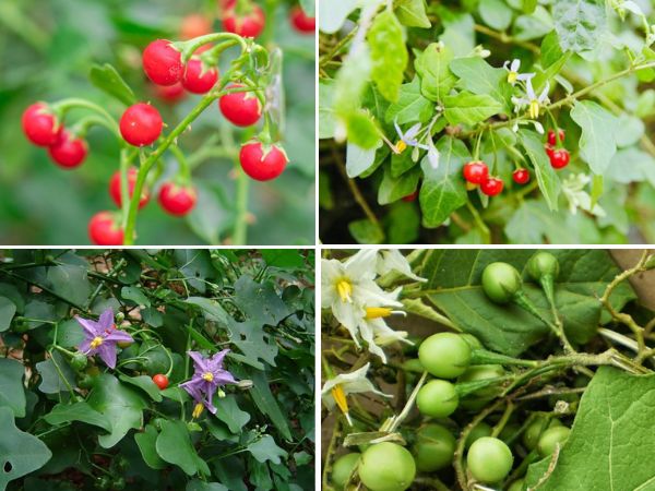 Đặc điểm của cây cà gai leo