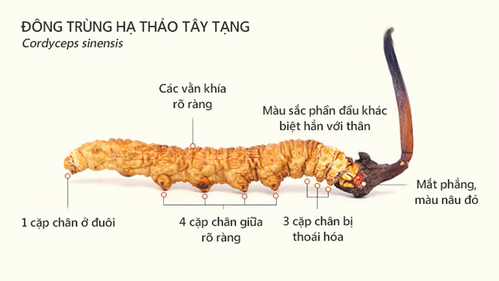 Đặc điểm của đông trùng hạ thảo