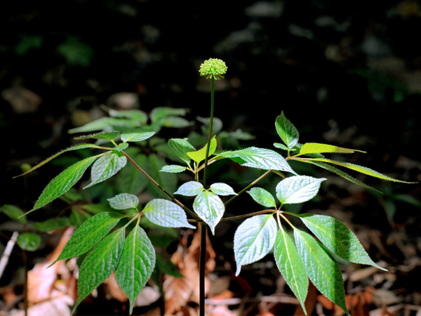 Hình ảnh lá sâm Ngọc Linh