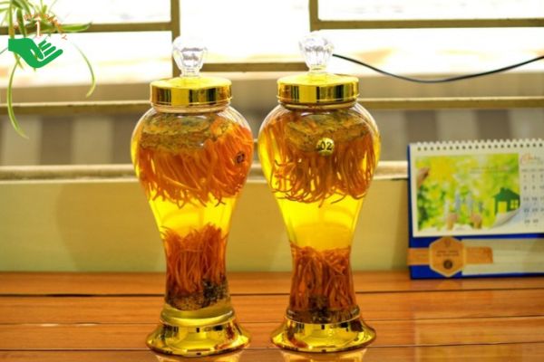 Đế đông trùng hạ thảo có thể dùng ngâm với rượu