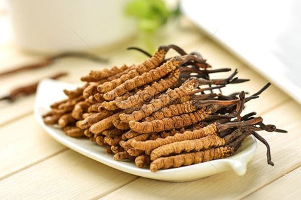 Đông trùng hạ thảo là vị thuốc quý trong nên y học Đông y