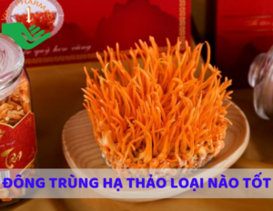 dong-trung-ha-thao-loai-nao-tot-thumb