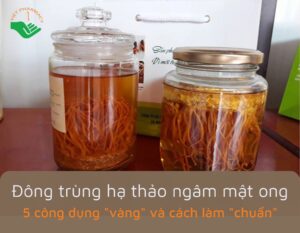 dong-trung-ha-thao-ngam-mat-ong-cong-dung-va-cach-dung
